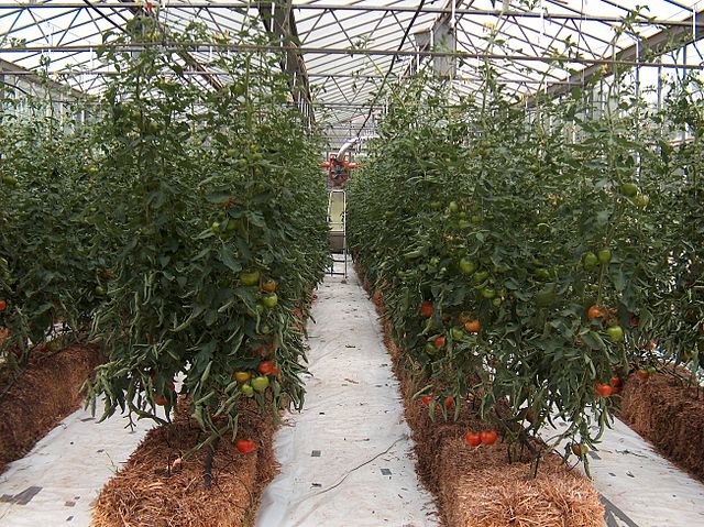 Réussir la production de la tomate de contre-saison.